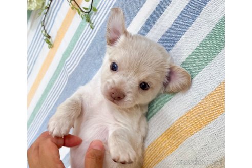 成約済の福岡県のミックス犬-329054の16枚目