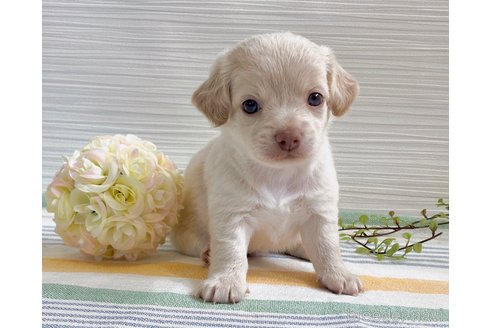 成約済の福岡県のミックス犬-329054の15枚目