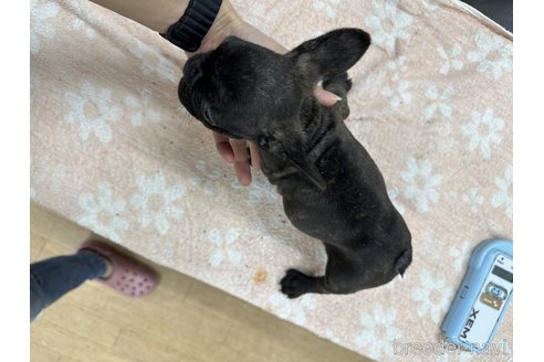 成約済の千葉県のフレンチブルドッグ-335034の9枚目