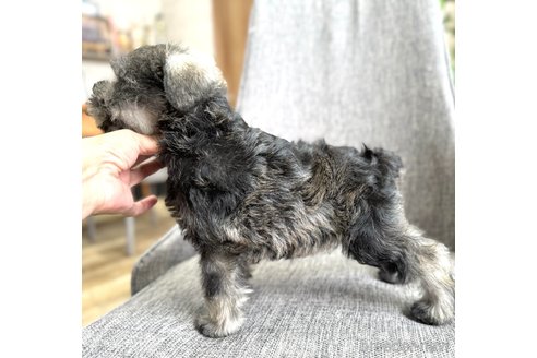 成約済の大阪府のミニチュアシュナウザー-335036の2枚目