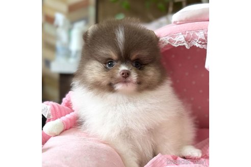 成約済の大阪府のポメラニアン-335045の5枚目