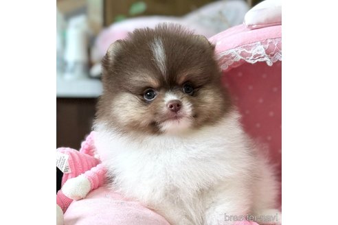 成約済の大阪府のポメラニアン-335045の7枚目