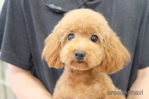 エレキちゃん1枚目