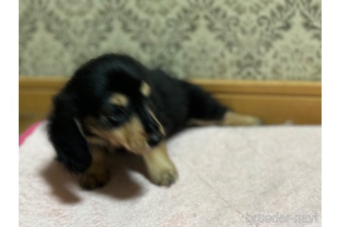 成約済の千葉県のミニチュアダックスフンド(ロングヘアード)-329536の2枚目