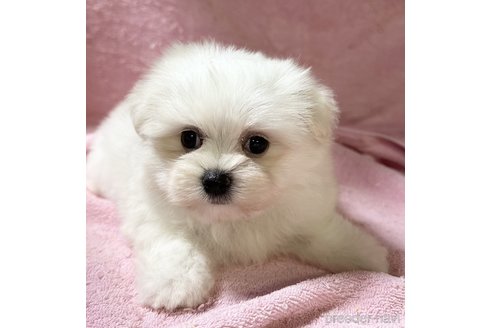 成約済の福岡県のマルチーズ-335118の2枚目