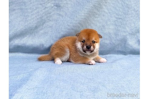 成約済の奈良県の豆柴-335127の2枚目