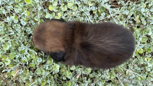 成約済の福岡県のミックス犬-335128の4枚目