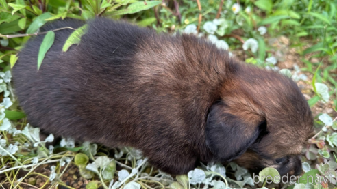 成約済の福岡県のミックス犬-335131の3枚目