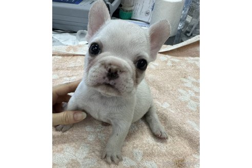 成約済の千葉県のフレンチブルドッグ-335137の3枚目