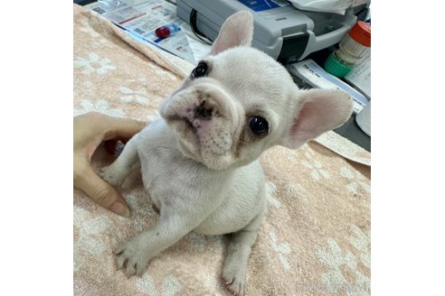成約済の千葉県のフレンチブルドッグ-335137の2枚目
