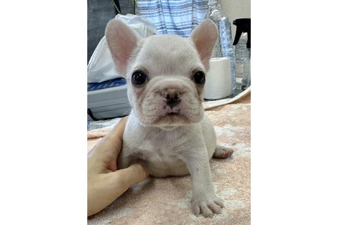 成約済ののフレンチブルドッグ-335137