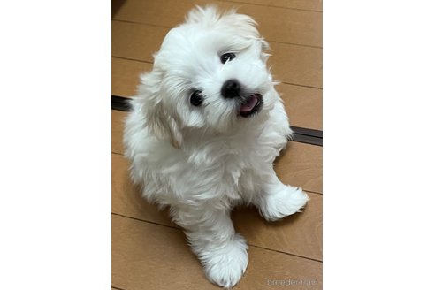成約済の滋賀県のマルチーズ-326310の17枚目