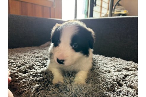 成約済の群馬県のボーダーコリー-331378の3枚目
