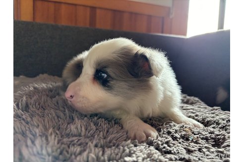 成約済の群馬県のボーダーコリー-331375の3枚目