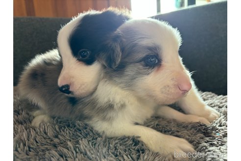 成約済の群馬県のボーダーコリー-331375の4枚目