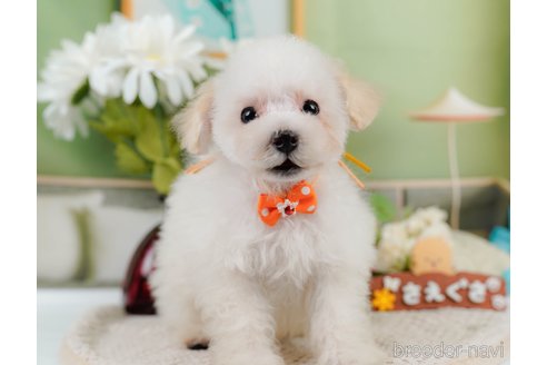 成約済の神奈川県のタイニープードル-335141の16枚目