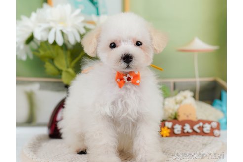 成約済の神奈川県のタイニープードル-335141の17枚目