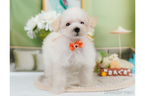 成約済の神奈川県のタイニープードル-335141の15枚目