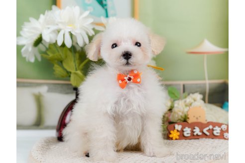 成約済の神奈川県のタイニープードル-335141の14枚目