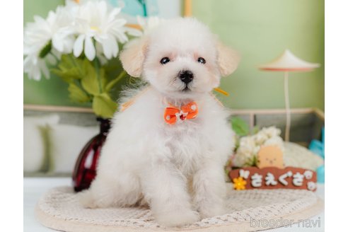 成約済の神奈川県のタイニープードル-335141の13枚目