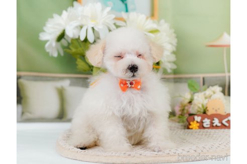 成約済の神奈川県のタイニープードル-335141の12枚目