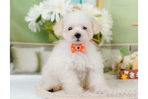 成約済の神奈川県のタイニープードル-335141の11枚目