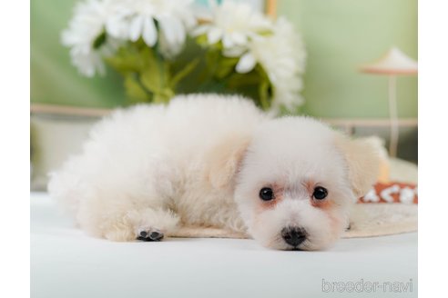 成約済の神奈川県のタイニープードル-335141の10枚目