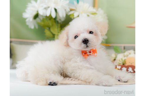 成約済の神奈川県のタイニープードル-335141の9枚目