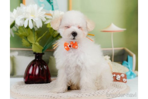 成約済の神奈川県のタイニープードル-335141の8枚目