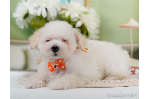 成約済の神奈川県のタイニープードル-335141の6枚目