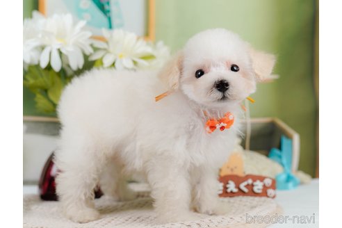 成約済の神奈川県のタイニープードル-335141の5枚目