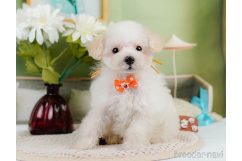 成約済の神奈川県のタイニープードル-335141の3枚目