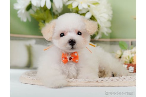 成約済の神奈川県のタイニープードル-335141の1枚目