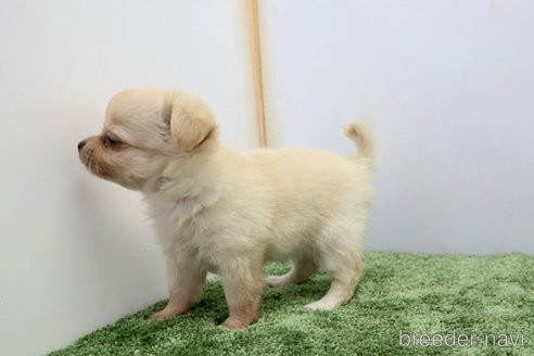 成約済の群馬県のチワワ(ロングコート)-335143の6枚目