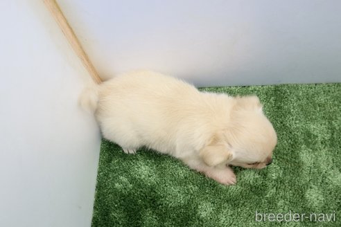 成約済の群馬県のチワワ(ロングコート)-335143の3枚目