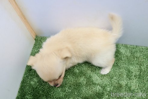 成約済の群馬県のチワワ(ロングコート)-335143の4枚目