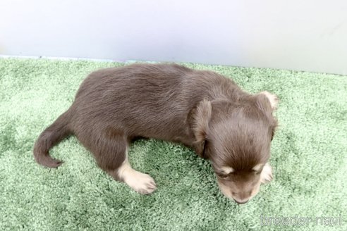 成約済の群馬県のミニチュアダックスフンド(ロングヘアード)-335152の5枚目
