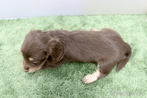 成約済の群馬県のミニチュアダックスフンド(ロングヘアード)-335152の4枚目