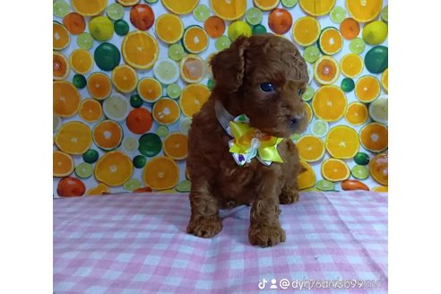 成約済の神奈川県のトイプードル-335154の17枚目