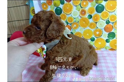成約済の神奈川県のトイプードル-335154の12枚目