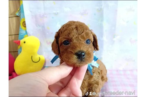 成約済の神奈川県のトイプードル-335157の19枚目