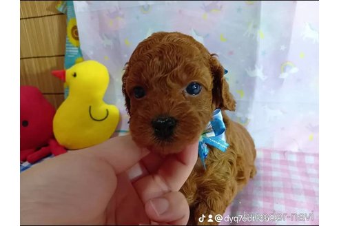 成約済の神奈川県のトイプードル-335157の18枚目