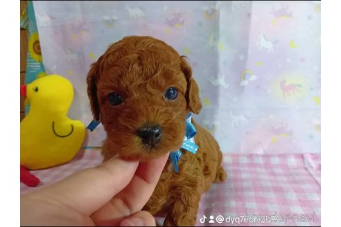 成約済の神奈川県のトイプードル-335157の15枚目