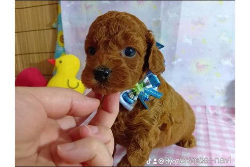 成約済の神奈川県のトイプードル-335157の13枚目