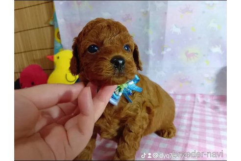 成約済の神奈川県のトイプードル-335157の12枚目