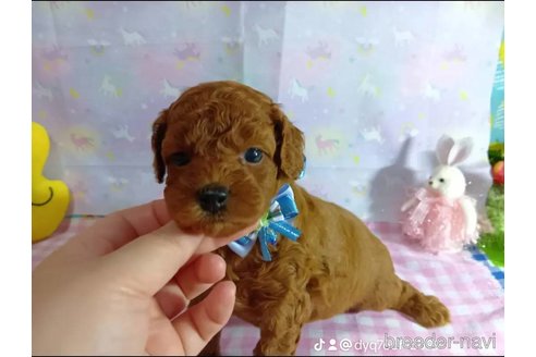成約済の神奈川県のトイプードル-335157の11枚目
