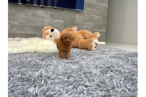 成約済の滋賀県のティーカッププードル-335175の2枚目