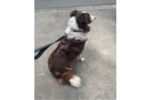 ルーシーちゃん1枚目