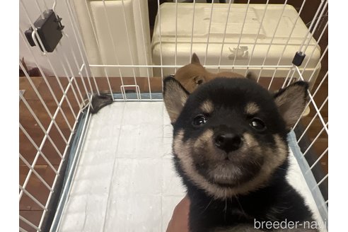 成約済の熊本県の豆柴-328430の2枚目