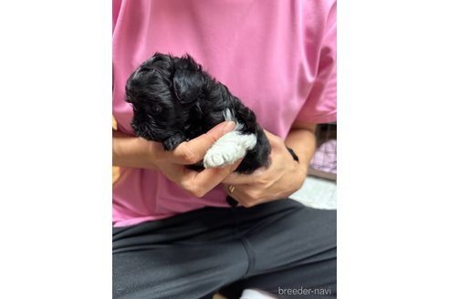 成約済の静岡県のチワプー:チワワ×トイプードル-335207の5枚目